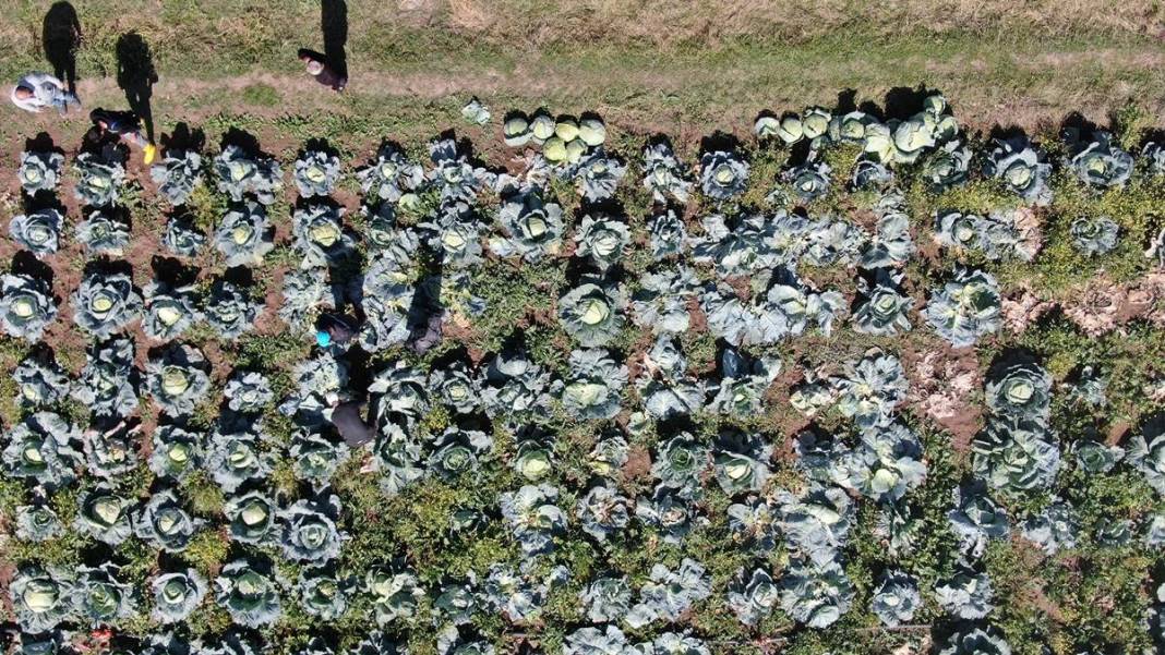 Ata tohumu bereketi: Devasa boyutlarda, 40 kilogram ağırlığında! Üretici bile şaşkınlığını gizleyemedi 3